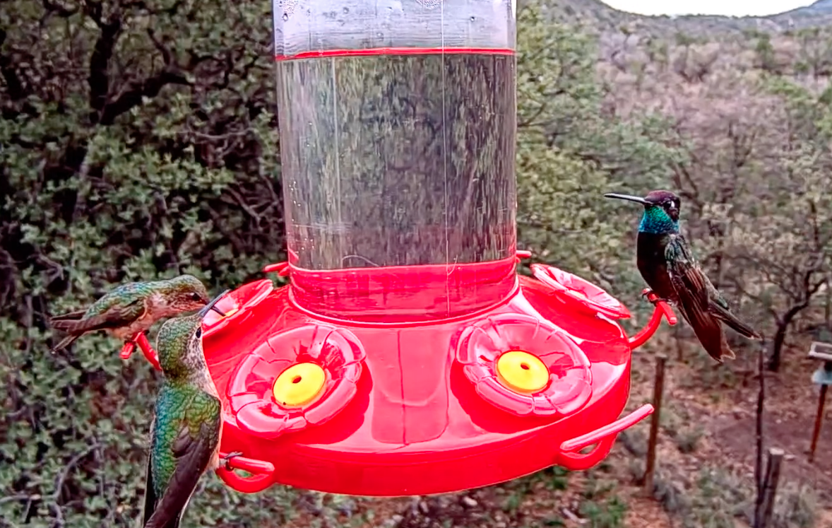 PerkyPet Hummingbird Trivia Quiz